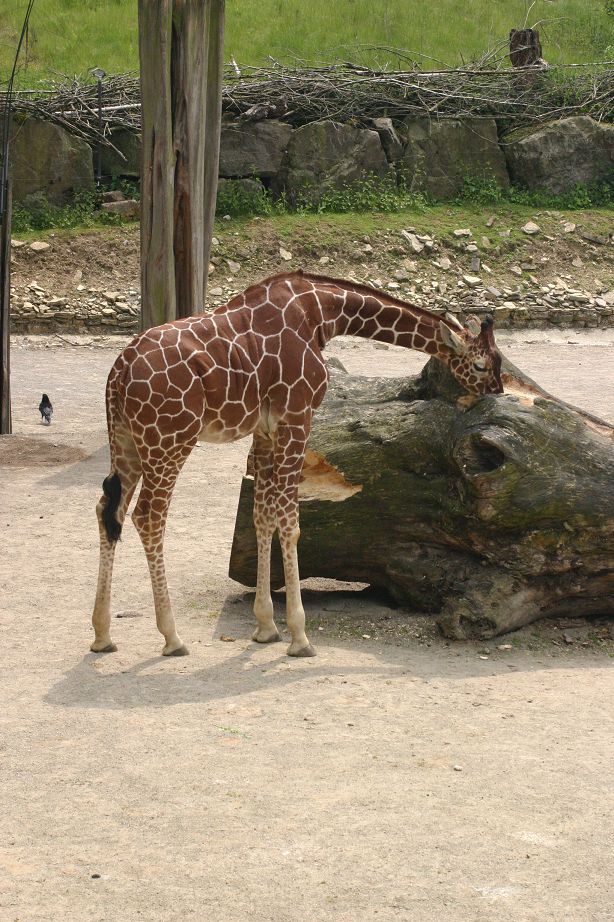 2011040701144646_k-Zoo 002.jpg